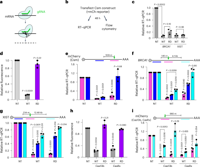 RNA cutting diagrams and experimental charts comparing RNA measurements with protein levels after CRISPR targeting.