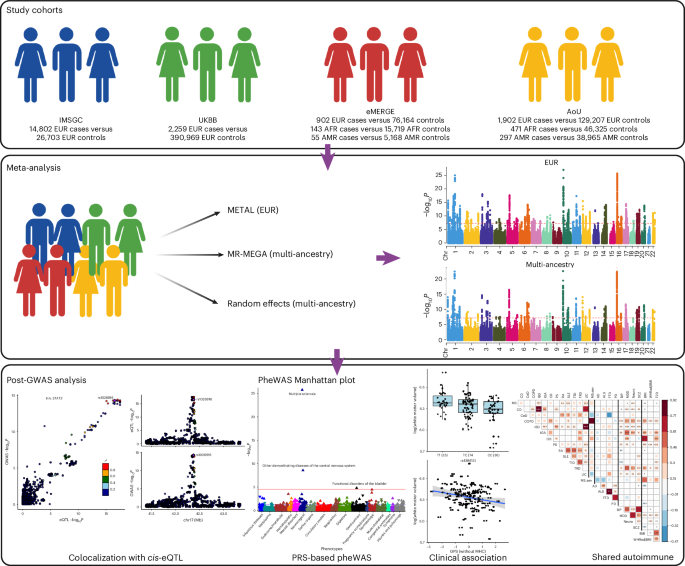 Diagram linking four study populations to genetic analyses of multiple sclerosis and related traits.